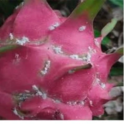 ড্রাগন গাছের মিলিবাগ