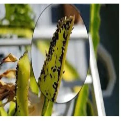 ড্রাগন গাছের জাবপোকা