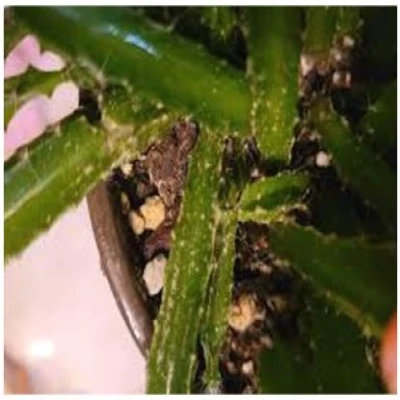 ড্রাগন গাছের থ্রিপস পোকা