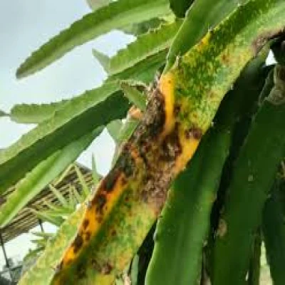 ড্রাগন গাছের অ্যানথ্রাকনোজ বা কাণ্ড পচা