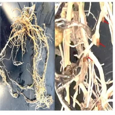 ড্রাগন গাছের গোড়া পচা রোগ