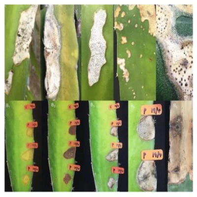 ড্রাগন গাছের ব্লাইট বা দাগ রোগ