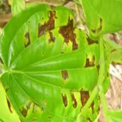 পানের পাতা পচা রোগ