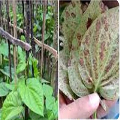 পানের পাতা পোড়ারোগ