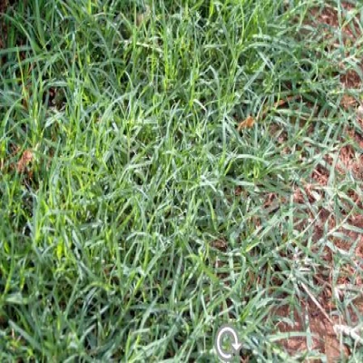 পানের দূর্বা ঘাসজাতীয় আগাছা দমন